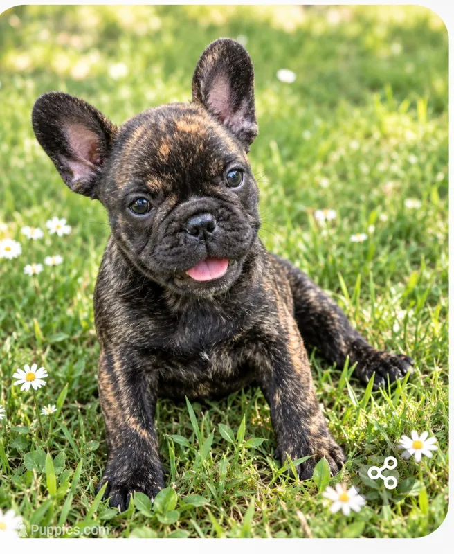 Cody – French Bulldog puppy for sale in Taylor, AR