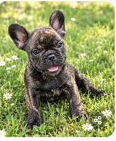 Cody, a male French Bulldog for sale in Taylor, AR – 1 of 6