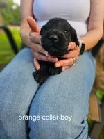 Orange collar, a male Goldendoodle for sale in Huntsville, AL – 4 of 4