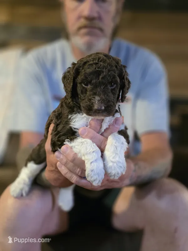 White collar boy – Goldendoodle, Poodle - Standard  puppy for sale in Huntsville, AL