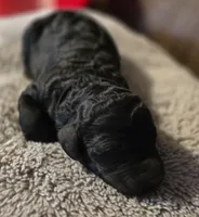 Double Doodle Black Male, a male Goldendoodle and Labradoodle for sale in Huntsville, AL – 1 of 3