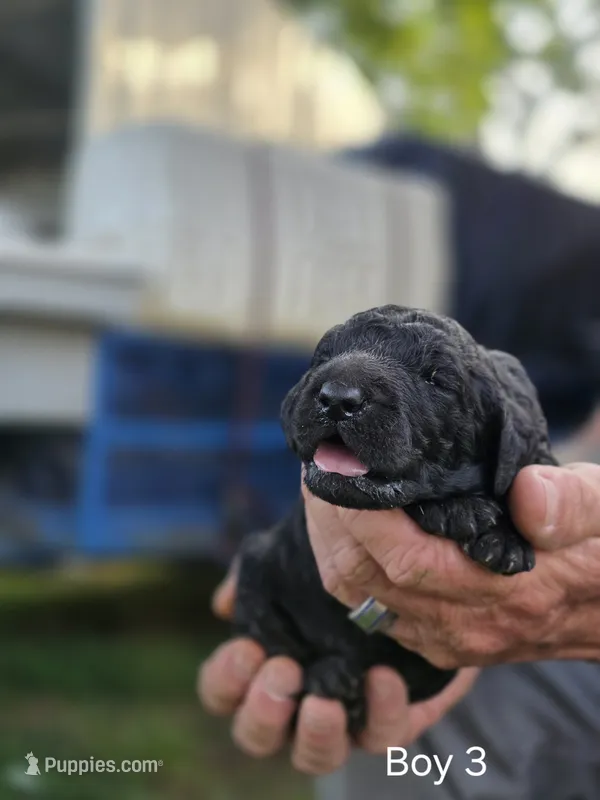 Black Male #3 – Goldendoodle puppy for sale in Huntsville, AL