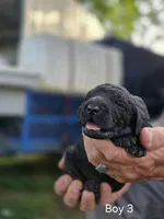 Black Male #3, a male Goldendoodle for sale in Huntsville, AL – 1 of 2