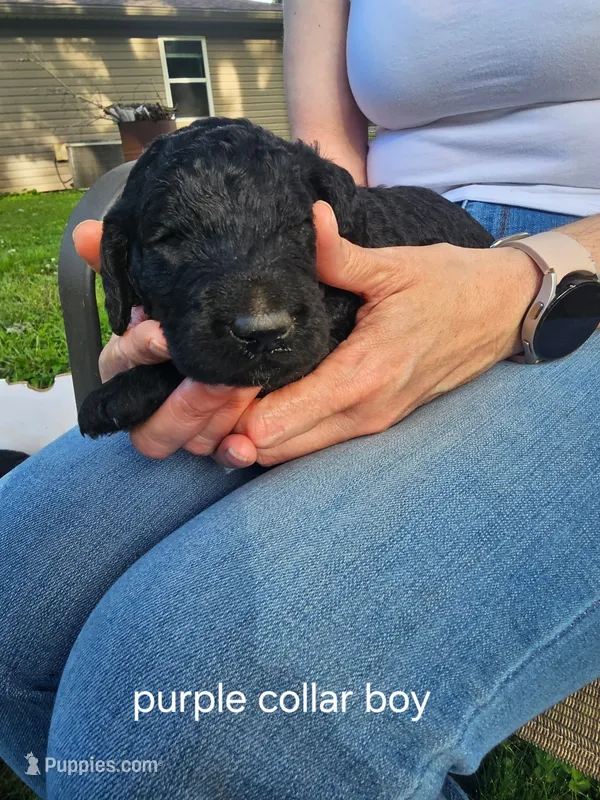 Purple collar – Goldendoodle puppy for sale in Huntsville, AL