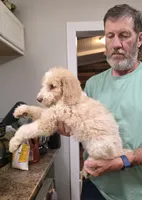 Tim, a male Goldendoodle for sale in Huntsville, AL – 5 of 5