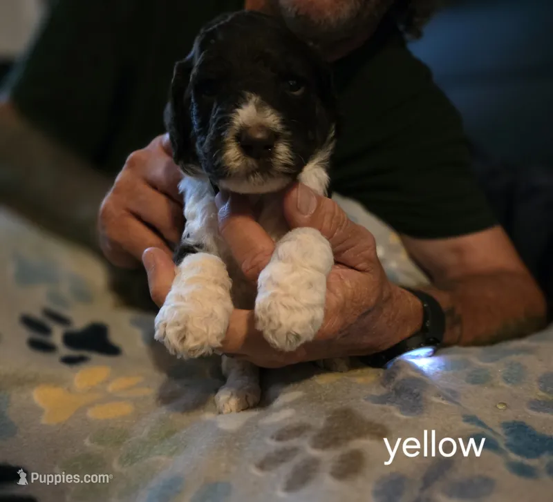 Yellow Collar boy  – Goldendoodle, Poodle - Standard  puppy for sale in Huntsville, AL