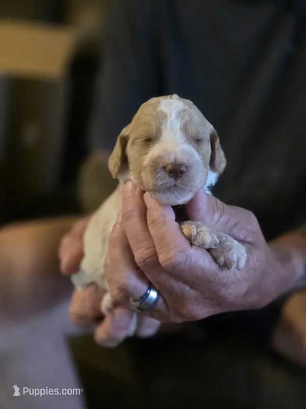 Light blue boy – Goldendoodle, Poodle - Standard  puppy for sale in Huntsville, AL