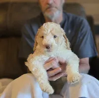 Tim, a male Goldendoodle for sale in Huntsville, AL – 2 of 5