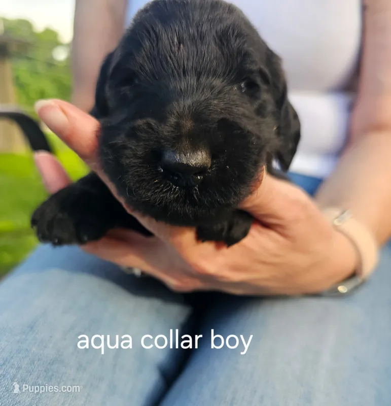 Aqua collar – Goldendoodle puppy for sale in Huntsville, AL