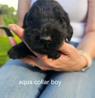 Aqua collar, a male Goldendoodle for sale in Huntsville, AL – 1 of 3