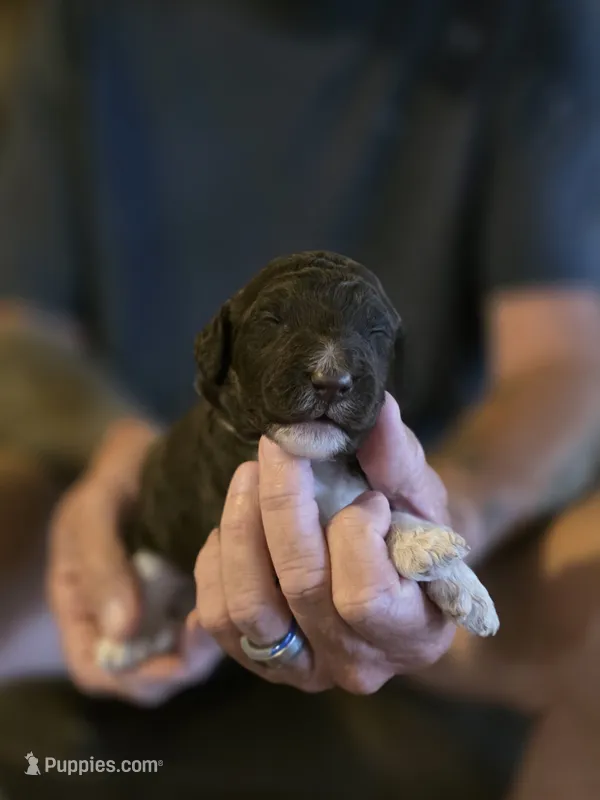 White collar boy – Goldendoodle, Poodle - Standard  puppy for sale in Huntsville, AL