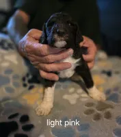 Light pink collar, a female Goldendoodle for sale in Huntsville, AL – 3 of 3