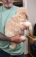 Tim, a male Goldendoodle for sale in Huntsville, AL – 4 of 5