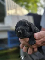 Black Male #2, a male Goldendoodle for sale in Huntsville, AL – 1 of 2