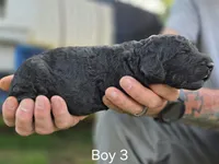 Black Male #3, a male Goldendoodle for sale in Huntsville, AL – 2 of 2