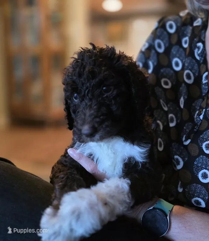 Lilac collar girl – Goldendoodle, Poodle - Standard  puppy for sale in Huntsville, AL
