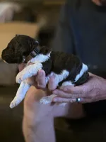 Brown collar boy, a male Goldendoodle and Poodle - Standard  for sale in Huntsville, AL – 3 of 7