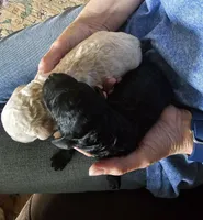 Double Doodle Cream Male, a male Goldendoodle and Labradoodle for sale in Huntsville, AL – 2 of 2