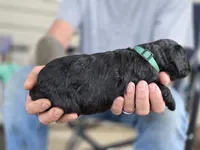 Aqua collar, a male Goldendoodle for sale in Huntsville, AL – 2 of 3