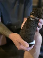 Brown collar boy, a male Goldendoodle and Poodle - Standard  for sale in Huntsville, AL – 5 of 7