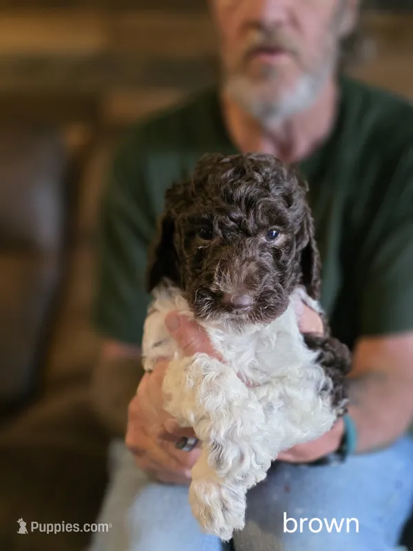 Brown collar boy – Goldendoodle, Poodle - Standard  puppy for sale in Huntsville, AL