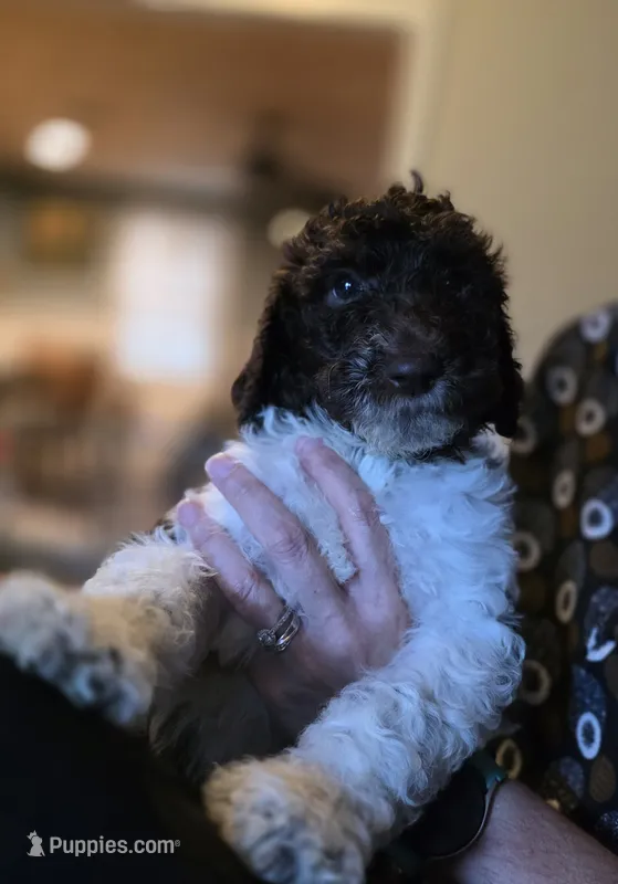 Brown collar boy – Goldendoodle, Poodle - Standard  puppy for sale in Huntsville, AL