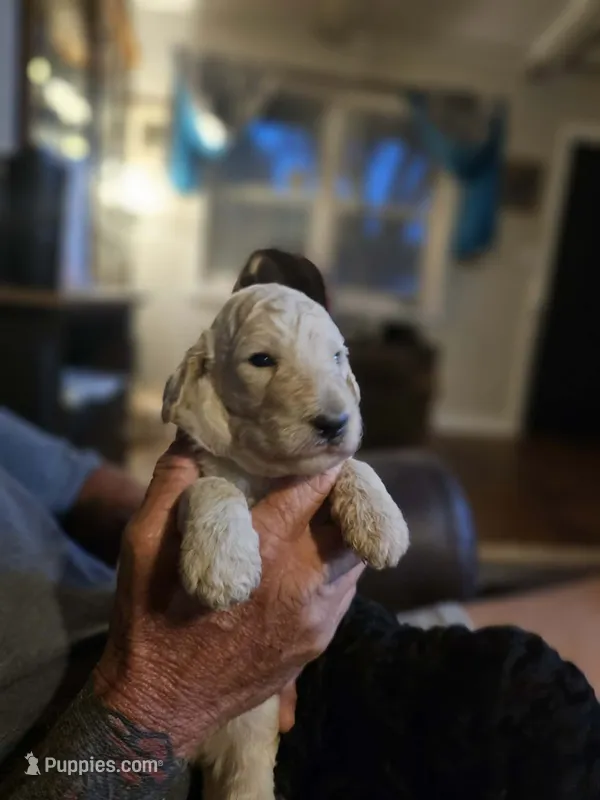 Double Doodle Cream Male – Goldendoodle, Labradoodle puppy for sale in Huntsville, AL