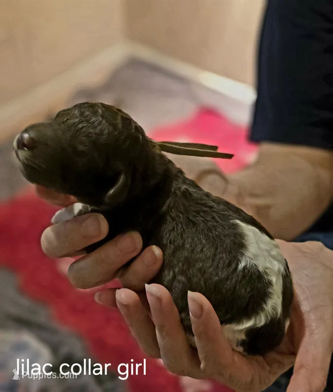 Lilac collar girl – Goldendoodle, Poodle - Standard  puppy for sale in Huntsville, AL