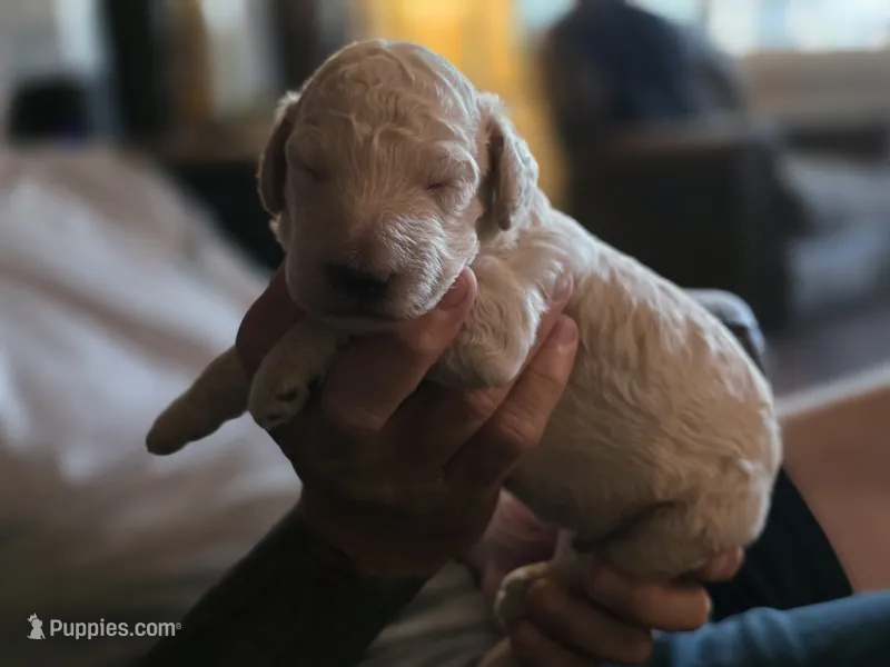 Double Doodle Cream Male – Goldendoodle, Labradoodle puppy for sale in Huntsville, AL