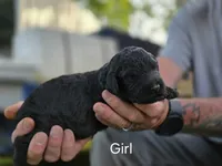 Black Female, a female Goldendoodle for sale in Huntsville, AL – 2 of 3