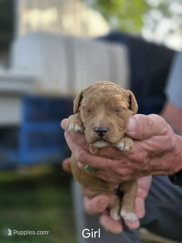 Apricot female – Goldendoodle puppy for sale in Huntsville, AL