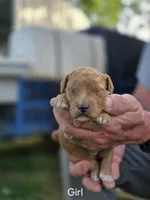 Apricot female, a female Goldendoodle for sale in Huntsville, AL – 1 of 2