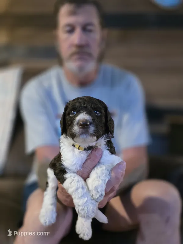 Yellow Collar boy  – Goldendoodle, Poodle - Standard  puppy for sale in Huntsville, AL