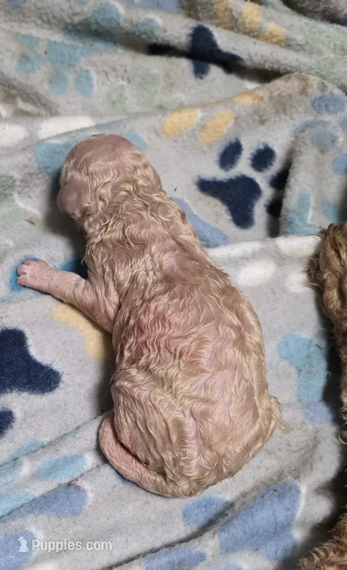 Double Doodle Cream Male – Goldendoodle, Labradoodle puppy for sale in Huntsville, AL