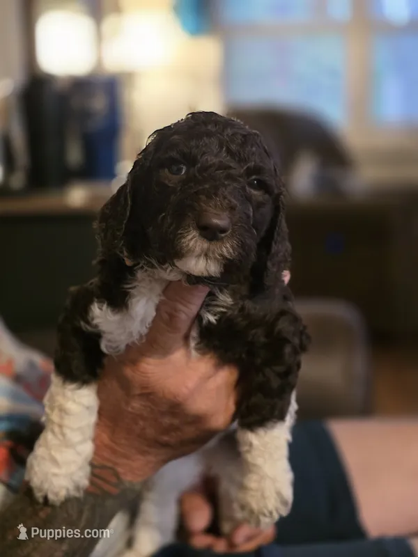 Light pink collar – Goldendoodle puppy for sale in Huntsville, AL