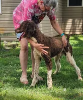 AkC/ CKC poodle, a male Poodle - Standard  for sale in Huntsville, AL – 2 of 2