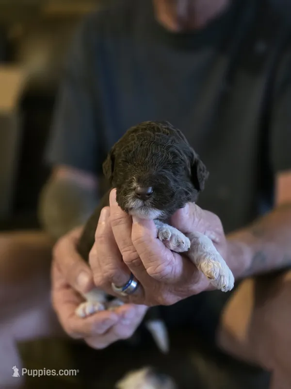 Brown collar boy – Goldendoodle, Poodle - Standard  puppy for sale in Huntsville, AL