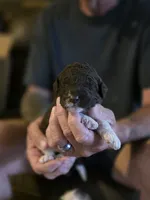 Brown collar boy, a male Goldendoodle and Poodle - Standard  for sale in Huntsville, AL – 1 of 7