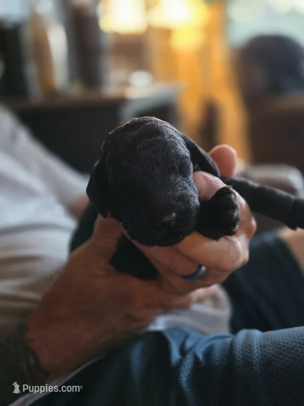 Black male – Goldendoodle, Labradoodle puppy for sale in Huntsville, AL
