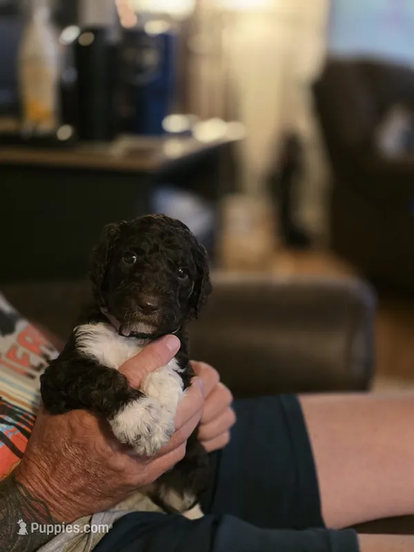 Lilac collar girl – Goldendoodle, Poodle - Standard  puppy for sale in Huntsville, AL