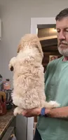 Tim, a male Goldendoodle for sale in Huntsville, AL – 3 of 5