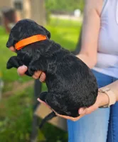 Orange collar, a male Goldendoodle for sale in Huntsville, AL – 3 of 4