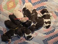 Red collar boy, a male Goldendoodle and Poodle - Standard  for sale in Huntsville, AL – 2 of 4