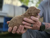 Apricot female, a female Goldendoodle for sale in Huntsville, AL – 2 of 2