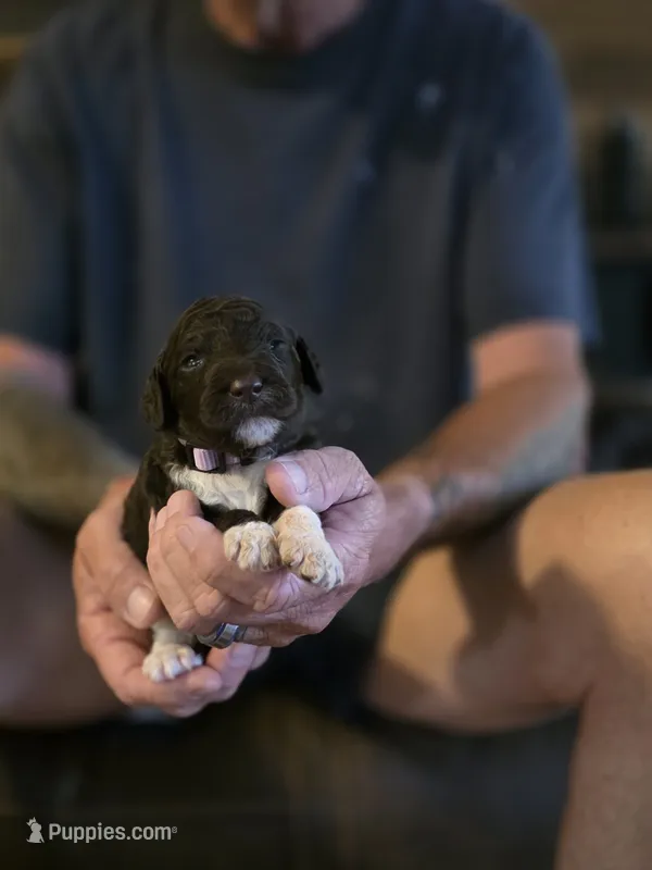 Lilac collar girl – Goldendoodle, Poodle - Standard  puppy for sale in Huntsville, AL
