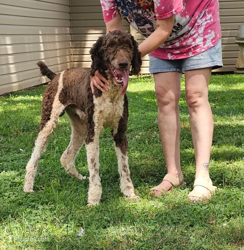 AkC/ CKC poodle – Poodle - Standard  puppy on hold in Huntsville, AL