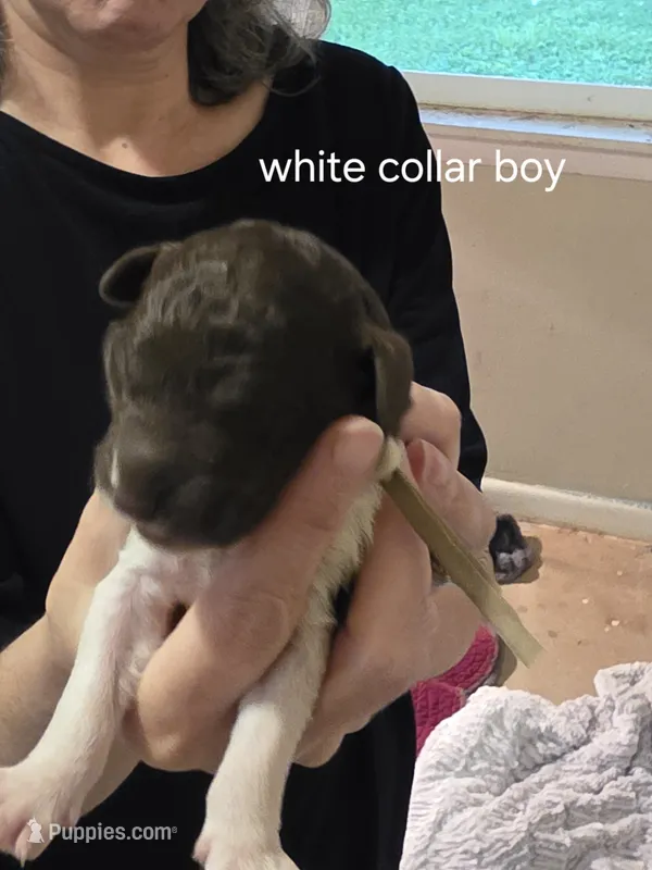 White collar boy – Goldendoodle, Poodle - Standard  puppy for sale in Huntsville, AL