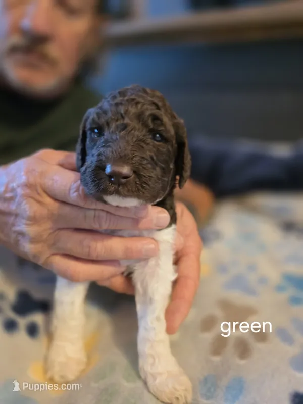 Green collar girl – Goldendoodle, Poodle - Standard  puppy for sale in Huntsville, AL