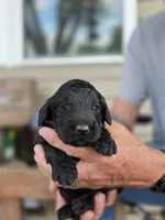 Orange collar, a male Goldendoodle for sale in Huntsville, AL – 1 of 4