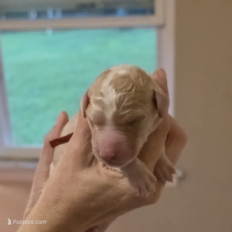 Red collar boy – Goldendoodle, Poodle - Standard  puppy for sale in Huntsville, AL